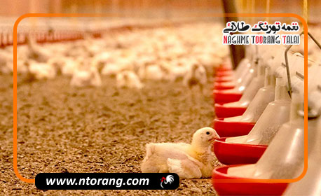 مدیریت محیط سالن مرغداری برای کاهش استرس و افزایش بازده تولید